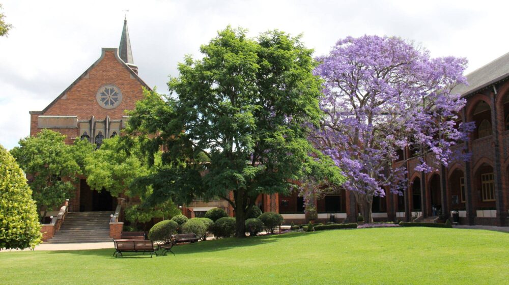 Happy 75th Birthday to our majestic Jacaranda Tree