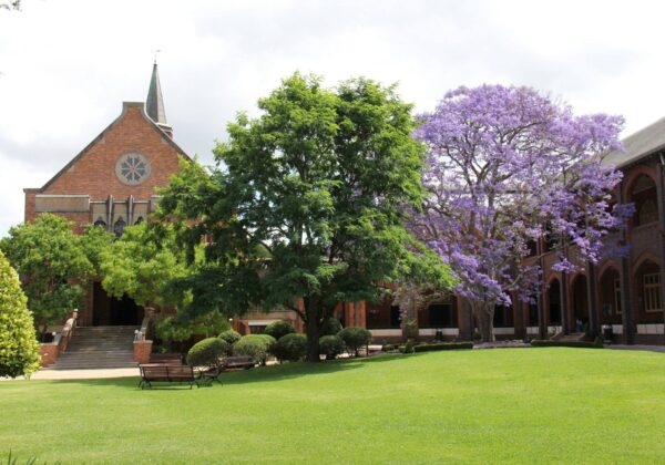 Happy 75th Birthday to our majestic Jacaranda Tree